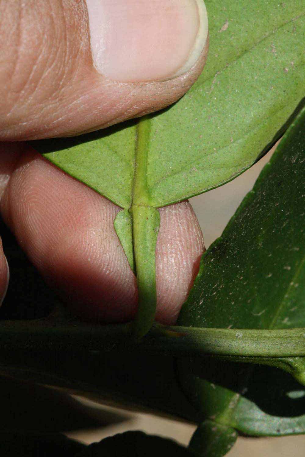              Petiole (Riverside, CA)       